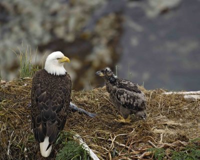 Eagle, Bald, Nest, Female, Eaglet, Fish-071807-Summer Bay, Unalaska Island, AK-#0169.jpg