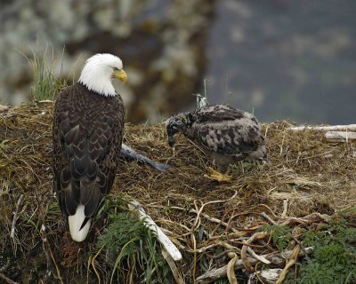 Eagle, Bald, Nest, Female, Eaglet, Fish-071807-Summer Bay, Unalaska Island, AK-#0185.jpg