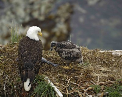 Eagle, Bald, Nest, Female, Eaglet, Fish-071807-Summer Bay, Unalaska Island, AK-#0196.jpg