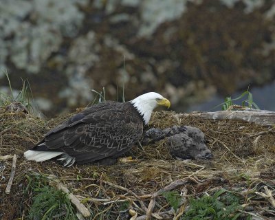 Eagle, Bald, Nest, Female, Eaglet-071607-Summer Bay, Unalaska Island, AK-#1008.jpg