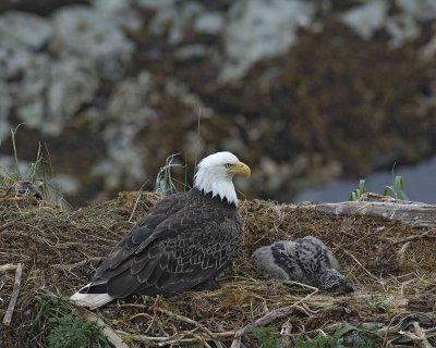 Eagle, Bald, Nest, Female, Eaglet-071607-Summer Bay, Unalaska Island, AK-#1014.jpg