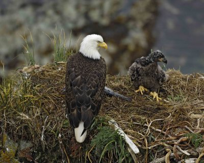 Eagle, Bald, Nest, Female, Eaglet-071807-Summer Bay, Unalaska Island, AK-#0265.jpg