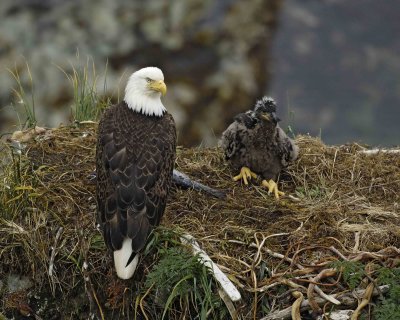 Eagle, Bald, Nest, Female, Eaglet-071807-Summer Bay, Unalaska Island, AK-#0268.jpg