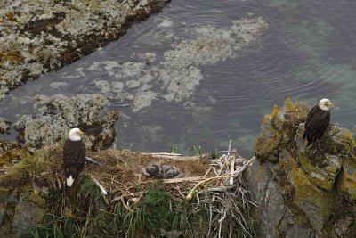 Eagle, Bald, Nest, Male & Female, 2 Eaglets, Fish-071807-Summer Bay, Unalaska Island, AK-#0213.jpg
