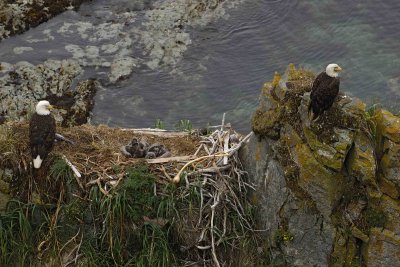 Eagle, Bald, Nest, Male & Female, 2 Eaglets, Fish-071807-Summer Bay, Unalaska Island, AK-#0228.jpg