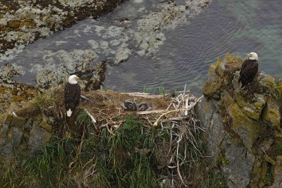 Eagle, Bald, Nest, Male & Female, 2 Eaglets, Fish-071807-Summer Bay, Unalaska Island, AK-#0236.jpg