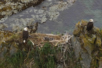 Eagle, Bald, Nest, Male & Female, 2 Eaglets, Fish-071807-Summer Bay, Unalaska Island, AK-#0238.jpg