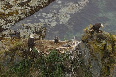 Eagle, Bald, Nest, Male & Female, 2 Eaglets, Fish-071807-Summer Bay, Unalaska Island, AK-#0242.jpg