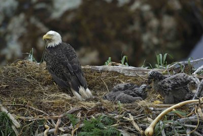 Eagle, Bald, Nest, Male, 2 Eaglets-071607-Summer Bay, Unalaska Island, AK-#0670.jpg