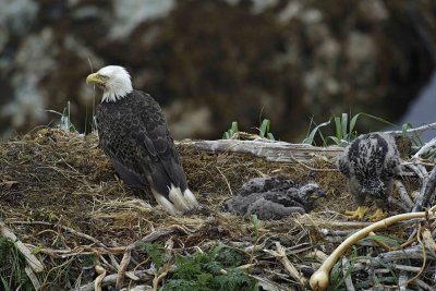 Eagle, Bald, Nest, Male, 2 Eaglets-071607-Summer Bay, Unalaska Island, AK-#0673.jpg