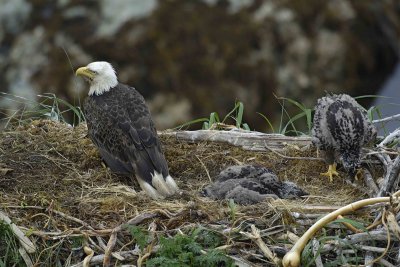 Eagle, Bald, Nest, Male, 2 Eaglets-071607-Summer Bay, Unalaska Island, AK-#0678.jpg