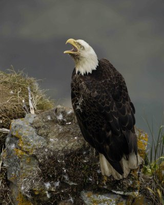 Eagle, Bald, Nest, Male, Screeching-071507-Summer Bay, Unalaska Island, AK-#0748.jpg