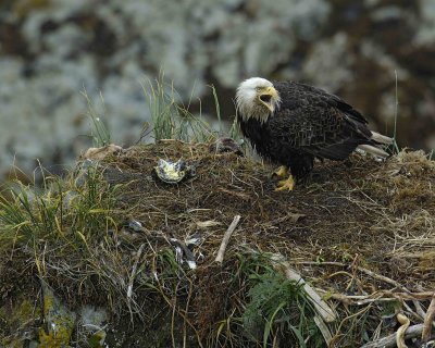 Eagle, Bald, Nest, Male, screeching, fish, rain soaked-071607-Summer Bay, Unalaska Island, AK-#0690.jpg