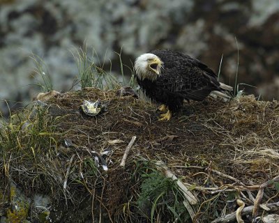 Eagle, Bald, Nest, Male, screeching, fish, rain soaked-071607-Summer Bay, Unalaska Island, AK-#0693.jpg