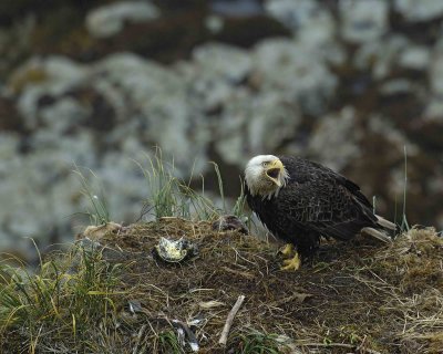 Eagle, Bald, Nest, Male, screeching, fish, rain soaked-071607-Summer Bay, Unalaska Island, AK-#0704.jpg