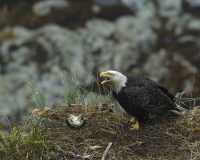 Eagle, Bald, Nest, Male, screeching, fish, rain soaked-071607-Summer Bay, Unalaska Island, AK-#0709.jpg