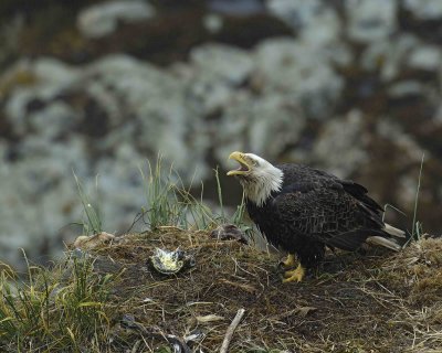 Eagle, Bald, Nest, Male, screeching, fish, rain soaked-071607-Summer Bay, Unalaska Island, AK-#0714.jpg