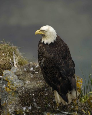 Eagle, Bald, Nest, Male-071507-Summer Bay, Unalaska Island, AK-#0746.jpg