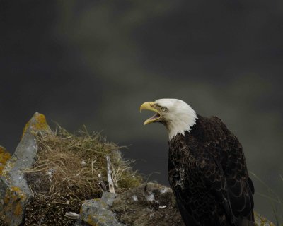 Eagle, Bald, Nest, Male-071507-Summer Bay, Unalaska Island, AK-#0784.jpg