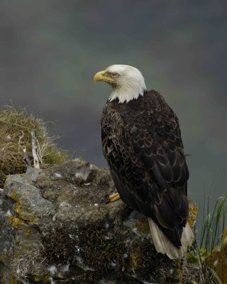 Eagle, Bald, Nest, Male-071507-Summer Bay, Unalaska Island, AK-#0842.jpg