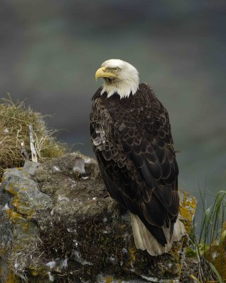 Eagle, Bald, Nest, Male-071507-Summer Bay, Unalaska Island, AK-#0846.jpg