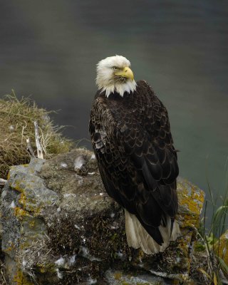 Eagle, Bald, Nest, Male-071507-Summer Bay, Unalaska Island, AK-#0873.jpg