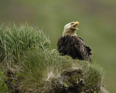 Eagle, Bald, Screeching-071407-Summer Bay, Unalaska Island, AK-#0282.jpg