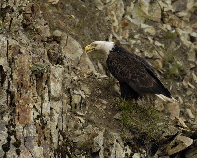 Eagle, Bald, Screeching-071507-Summer Bay, Unalaska Island, AK-#0049.jpg