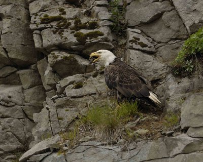 Eagle, Bald, Screeching-071607-Iliuliuk Bay, Unalaska Island, AK-#1104.jpg