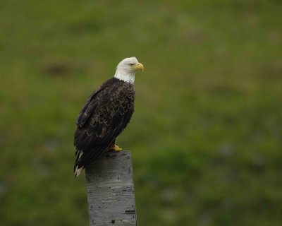 Eagle, Bald, on post-071507-Humpy Cove, Summer Bay, Unalaska Island, AK-#0102.jpg