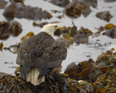 Eagle, Bald, ready to fly-071507-Iliuliuk Bay, Unalaska Island, AK-#0353.jpg
