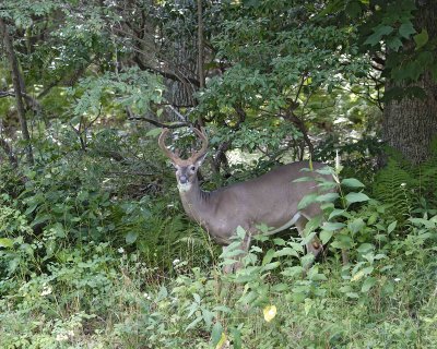 Deer, White Tailed, Buck-081807-Skyland, Shenendoah Natl Park-#0012.jpg