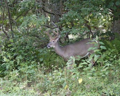 Deer, White Tailed, Buck-081807-Skyland, Shenendoah Natl Park-#0014.jpg