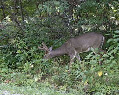 Deer, White Tailed, Buck-081807-Shenendoah Natl Park, Skyland-#0019.jpg