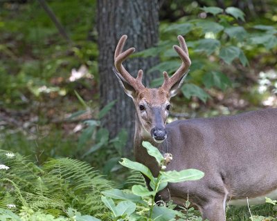 Deer, White Tailed, Buck-081807-Shenendoah Natl Park, Skyland-#0026.jpg