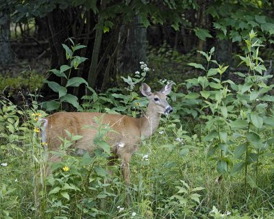 Deer, White Tailed, Doe-081807-Shenendoah Natl Park, Skyland-#0065.jpg