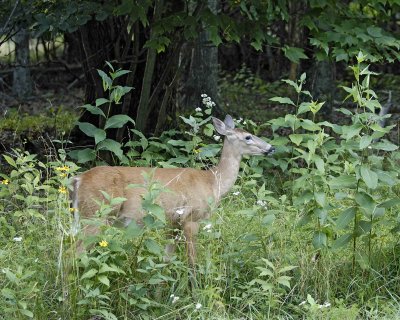 Deer, White Tailed, Doe-081807-Shenendoah Natl Park, Skyland-#0068.jpg
