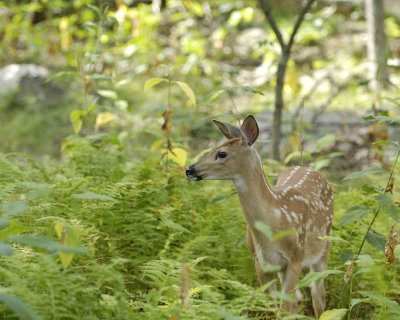 Deer, White Tailed, Fawn-081807-Shenendoah Natl Park, Big Meadows-#0032.jpg