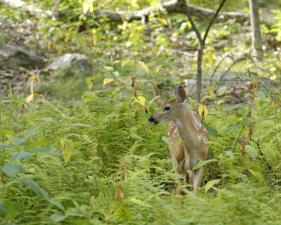 Deer, White Tailed, Fawn-081807-Shenendoah Natl Park, Big Meadows-#0035.jpg