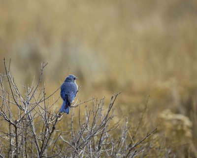 Bluebird, Mountain, Male-100507-RMNP, Beavers Meadow-#0171.jpg