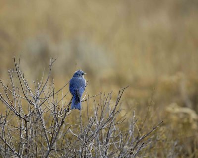 Bluebird, Mountain, Male-100507-RMNP, Beavers Meadow-#0173.jpg