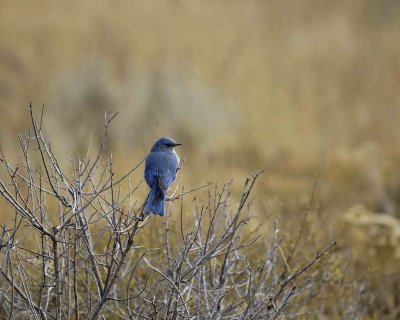 Bluebird, Mountain, Male-100507-RMNP, Beavers Meadow-#0176.jpg