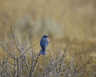 Bluebird, Mountain, Male-100507-RMNP, Beavers Meadow-#0177.jpg