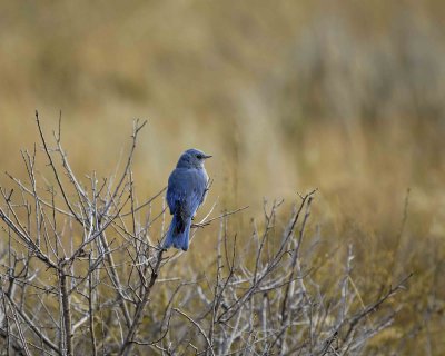 Bluebird, Mountain, Male-100507-RMNP, Beavers Meadow-#0179.jpg