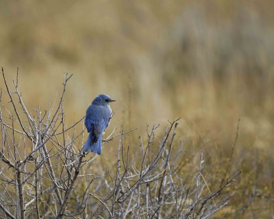 Bluebird, Mountain, Male-100507-RMNP, Beavers Meadow-#0186.jpg