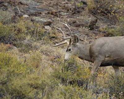 Deer, Mule, Buck-100507-RMNP, Beaver Meadows-#0300.jpg
