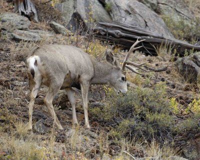 Deer, Mule, Buck-100507-RMNP, Beaver Meadows-#0317.jpg