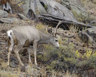 Deer, Mule, Buck-100507-RMNP, Beaver Meadows-#0320.jpg