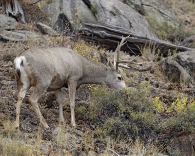 Deer, Mule, Buck-100507-RMNP, Beaver Meadows-#0322.jpg