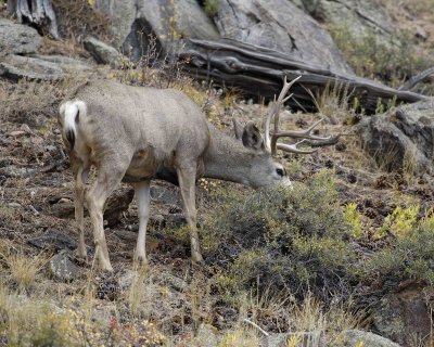 Deer, Mule, Buck-100507-RMNP, Beaver Meadows-#0332.jpg